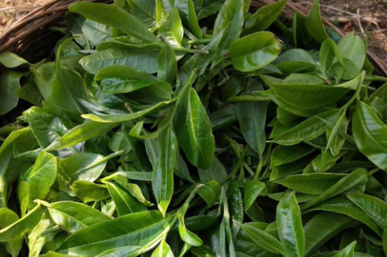 最耐泡的茶葉排名，什么茶葉經(jīng)久耐泡？