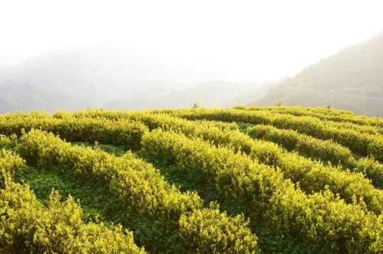 黃金茶的功效及禁忌癥，黃金茶有什么副作用嗎？