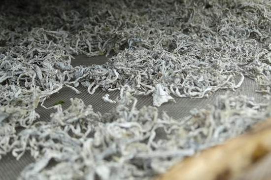 麗江雪茶的功效與作用，白雪茶有什么功效和作用