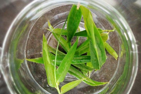 竹葉茶的禁忌，竹葉泡茶的功效禁忌