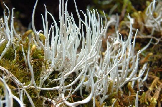 麗江雪茶的禁忌，白雪茶的副作用