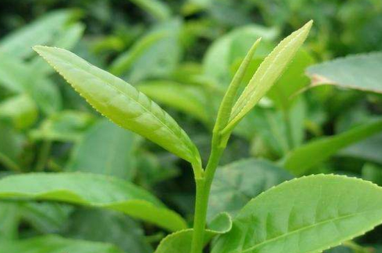 最耐泡的茶葉排名，什么茶葉經(jīng)久耐泡？