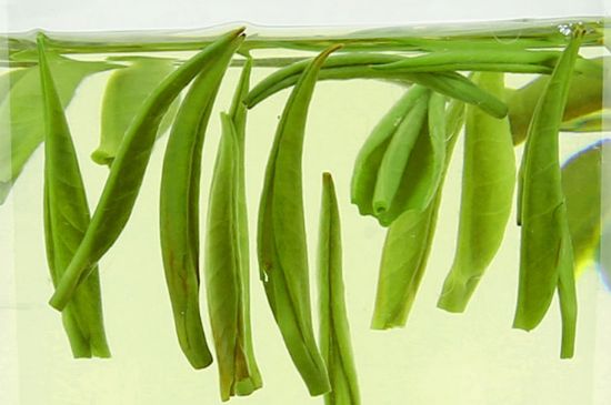 雀舌茶什么人不能喝，雀舌茶的功效與禁忌