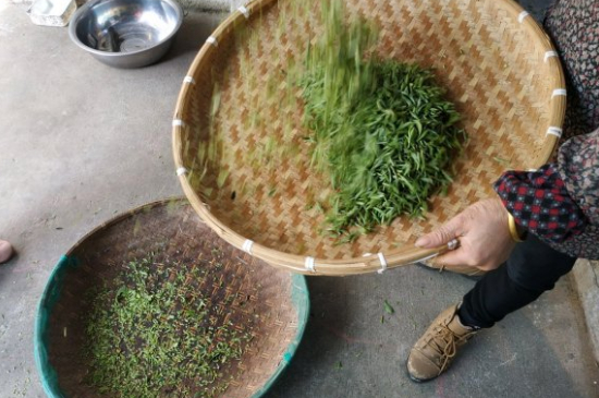 炒青茶為什么便宜，炒青綠茶好喝嗎？