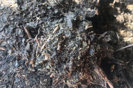 茯茶可以放在冰箱里存放嗎，茯磚茶如何儲(chǔ)存？