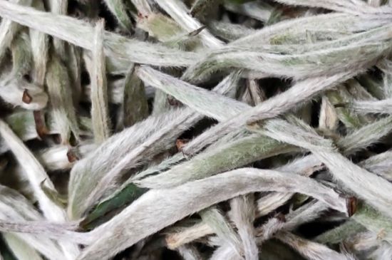 春茶上市白茶的好壞怎么區(qū)分，春白茶怎么分辨好不好？