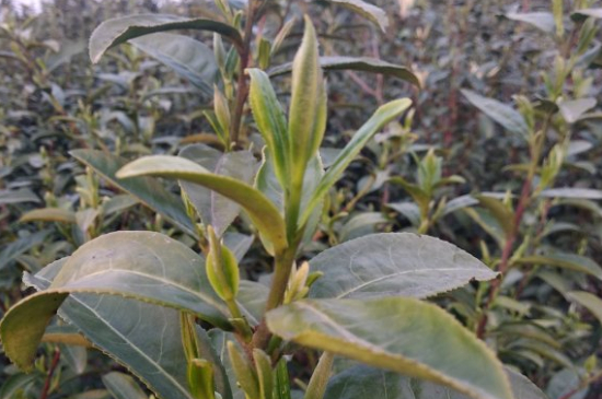 家庭如何保存碧螺春茶葉，蘇州洞庭碧螺春綠茶怎么保存？