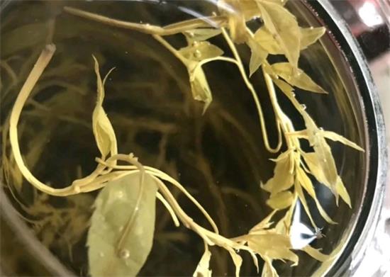 張家界茅巖莓茶與藤茶是同一種茶嗎，藤茶跟莓茶一不一樣？