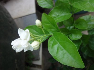 茉莉和什么一起泡最好，茉莉茶有幾種搭配？