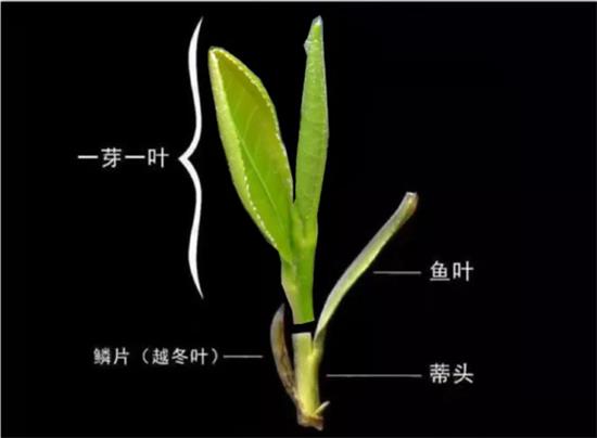 摘茶葉最快的方法，采摘茶葉怎么才能快？