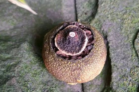 家庭自制柑普茶方法，小青柑制作9個(gè)步驟竅門（圖片）