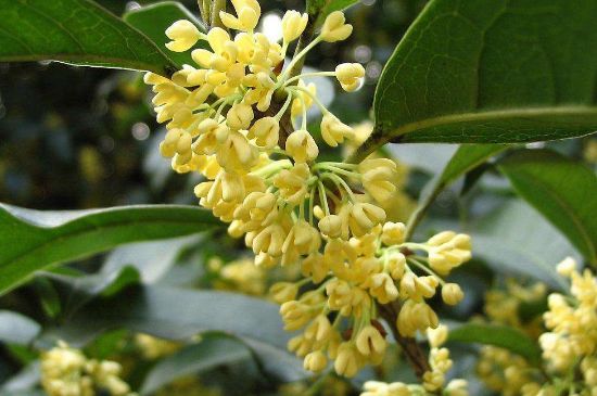 干桂花茶的制作方法，怎樣自制桂花茶？