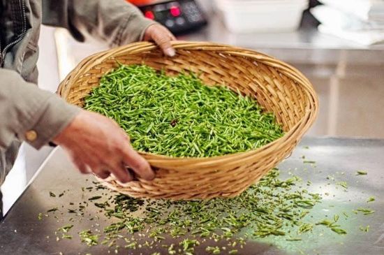 武夷巖茶的初制、精制加工工藝詳細講解