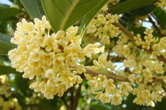 茉莉茶一次泡幾朵，茉莉茶放多少