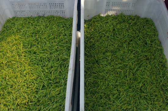 什么茶葉適合用蒸茶器，什么茶可以蒸