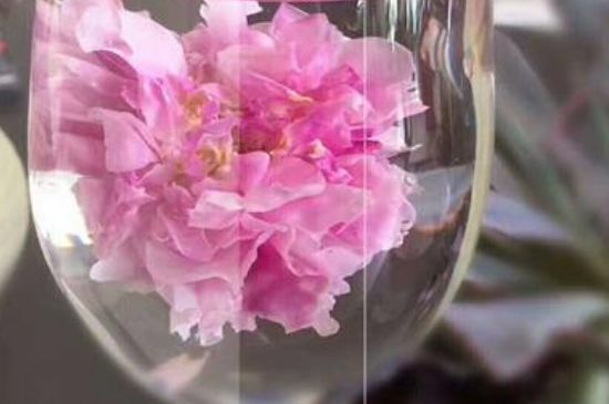 干玫瑰花泡水放幾顆，玫瑰花泡水一次放幾朵？