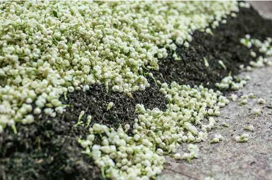 茉莉茶葉的功效與禁忌，什么人不適合喝茉莉花茶？