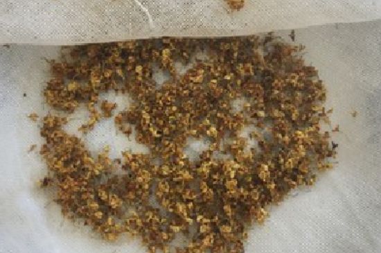 干桂花茶的制作方法，怎樣自制桂花茶？