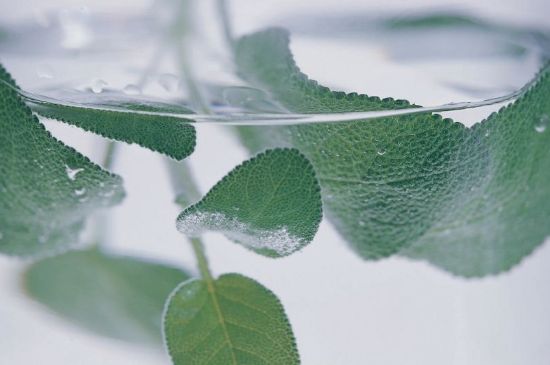 薄荷葉茶怎么制作，薄荷如何做成干茶葉