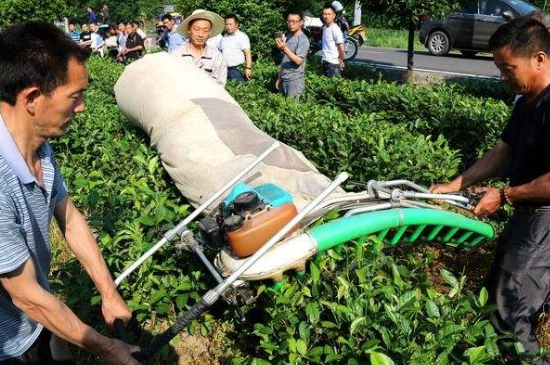 采茶的方法與步驟，如何正確采摘茶葉？