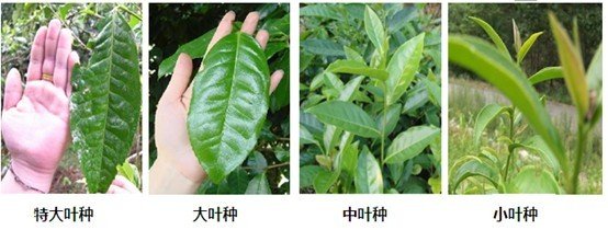 摘茶葉最快的方法，采摘茶葉怎么才能快？