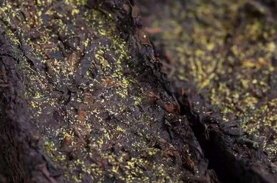 茯磚茶與普洱茶哪個好，茯茶和普洱茶口味區(qū)別