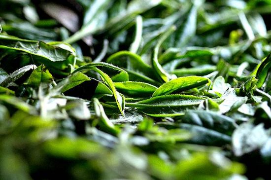 荒野銀針市場價多少，真正的荒野白毫銀針多少錢？