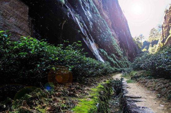 肉桂茶和大紅袍哪個貴，武夷山肉桂與大紅袍的價格比較