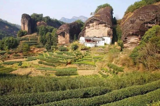 馬頭巖肉桂是大紅袍嗎，大紅袍肉桂屬于什么茶？