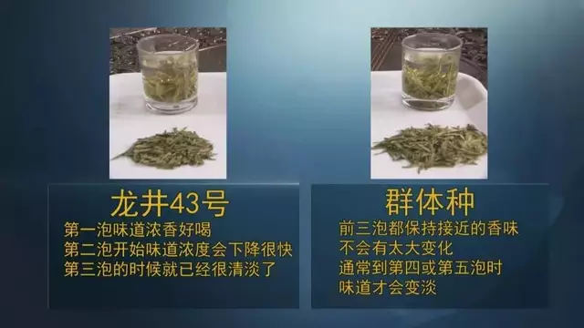 龍井群體種和43號的區(qū)別圖片，龍井43和群體種哪個好喝？