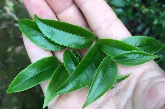 鋸朵仔跟鴨屎香哪個貴，鋸朵子和鴨屎香哪個好喝？