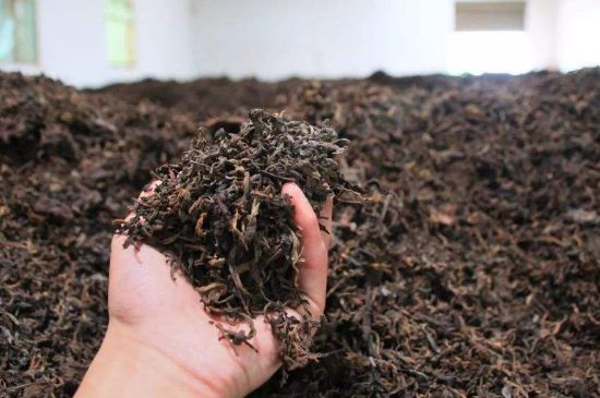 茯磚茶與普洱茶哪個好，茯茶和普洱茶口味區(qū)別