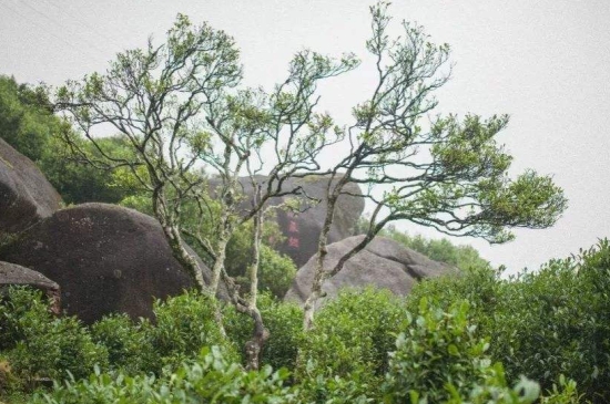 宋種一號(hào)價(jià)值為什么高，鳳凰單樅宋種1號(hào)價(jià)格與產(chǎn)量多少？