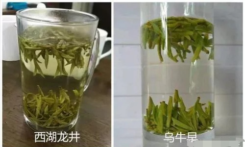 烏牛早和龍井的區(qū)別圖片，龍井43號(hào)和烏牛早茶的對(duì)比