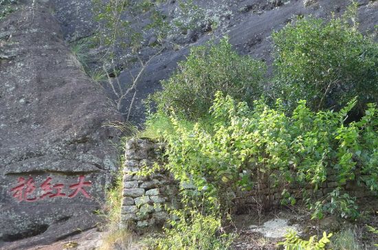 母樹大紅袍給誰喝了，為什么母樹大紅袍叫三棵六株？