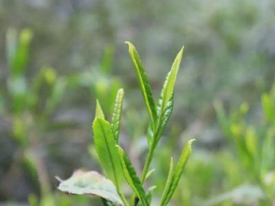 六安瓜片的功效與禁忌，六安瓜片適合什么人喝
