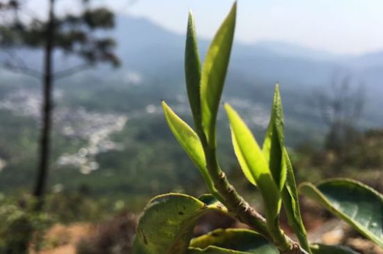 鳳凰單樅什么人不能喝，哪些人不能飲單叢茶