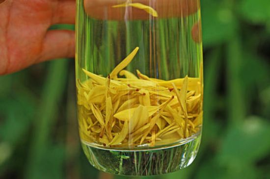 茶中奇葩黃金芽，安吉白茶中黃金芽的特點(diǎn)