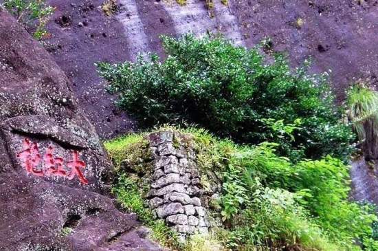 宋種一號(hào)價(jià)值為什么高，鳳凰單樅宋種1號(hào)價(jià)格與產(chǎn)量多少？