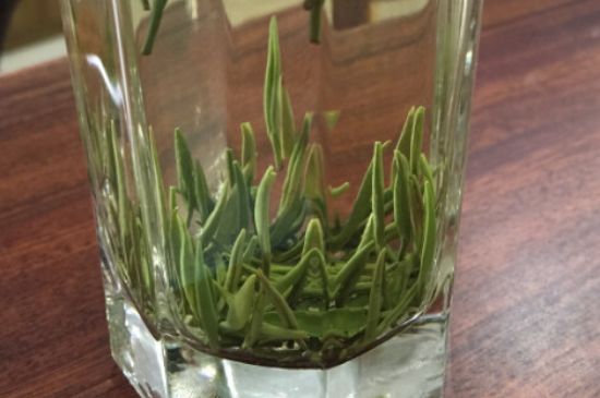 竹葉青和雀舌哪個(gè)貴，竹葉青茶貴嗎？