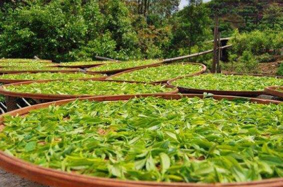 單叢茶十大香型以及常見品種大全，潮安鳳凰單樅十大名香歸類