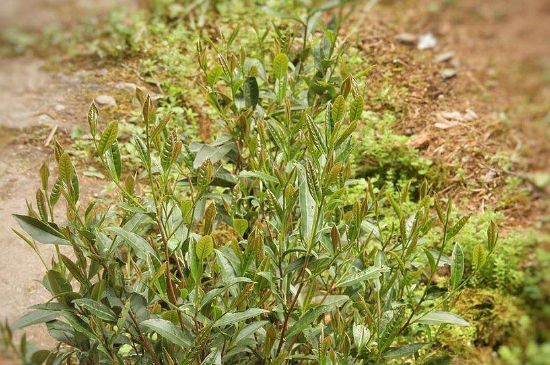 大紅袍四大品種有哪些，大紅袍的種類和著名品種特點介紹