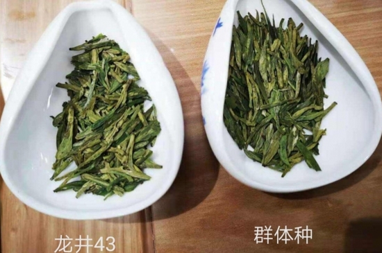 43號(hào)龍井屬于好茶嗎，龍井茶43號(hào)是什么意思？