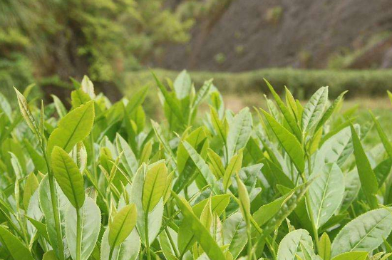 潮安鳳凰單叢十大名樅是什么，烏崠十大古樹名香品種介紹