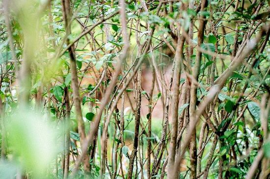 荒野銀針有什么特點，荒野銀針的味道口感咋樣？