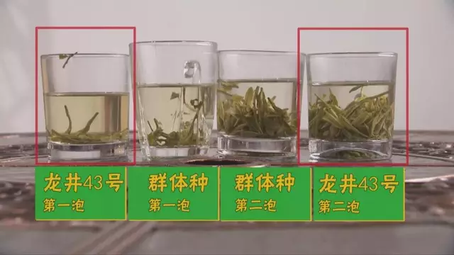 烏牛早和龍井的區(qū)別圖片，龍井43號(hào)和烏牛早茶的對(duì)比