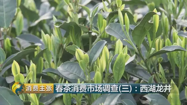 龍井群體種和43號的區(qū)別圖片，龍井43和群體種哪個好喝？