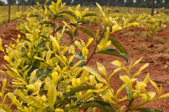 茶中奇葩黃金芽，安吉白茶中黃金芽的特點(diǎn)