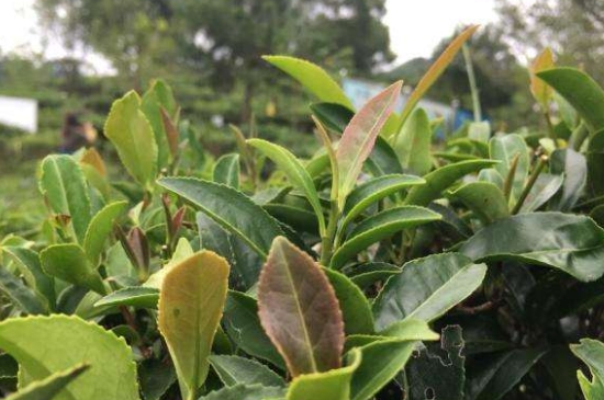 43號(hào)龍井屬于好茶嗎，龍井茶43號(hào)是什么意思？