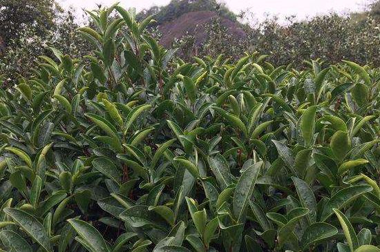 馬頭巖肉桂是大紅袍嗎，大紅袍肉桂屬于什么茶？